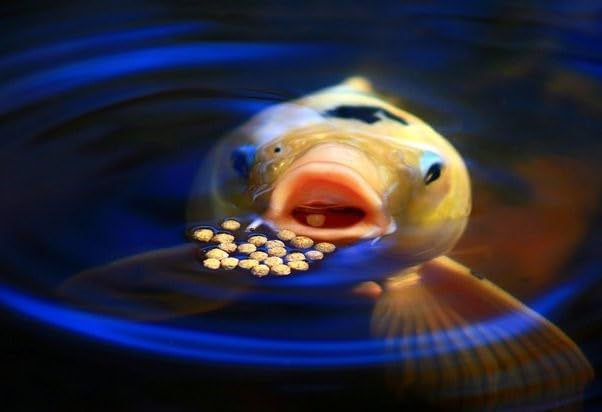 Cichlid Pellets, 45% Protein Floating 7.5mm Pellets for Larger Oscars, Central American, South American Cichlids …3-lb 8oz Lg Jar
