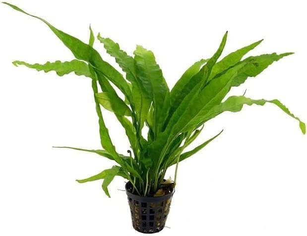 Potted Live Aquarium Plants Bundle - Easy and Snail Free Aquatic Plants (3 Pots)