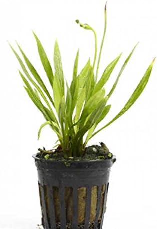 4 Potted Live Aquarium Plants Bundle - Anubia, Amazon Sword, Kleiner Bar, Narrow Leaf