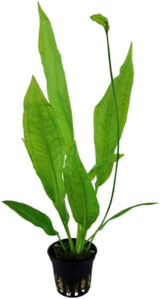 3 X Amazon Sword Bare Root | Echinodorus grisebachii 'Bleherae' + 1 Bonus Plant (Tropical Live Aquarium Plants) 2-Day Arrival