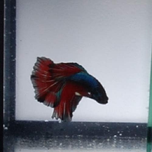 Quinn's Fins- Live Super Delta Betta