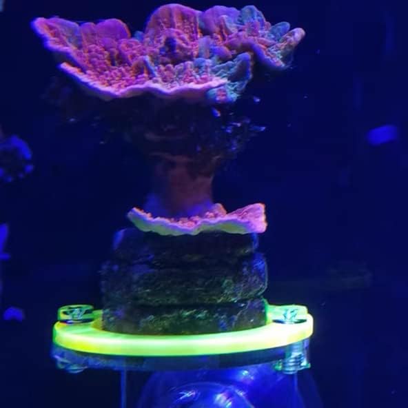 kcrygogo Coral Frag Holder Acrylic Coral Rack with Powerful Suction Cup Suitable for Household Fish Tanks (4pcs Fluorescent Four-Color Single-Hole Acrylic Stand)