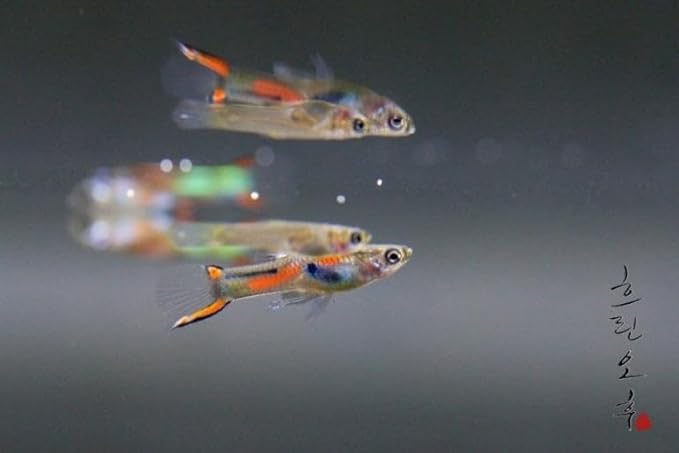 Swimming Creatures™ Tropical Live Guppy Freshwater Aquarium Fish (6 Assorted Color Endler)