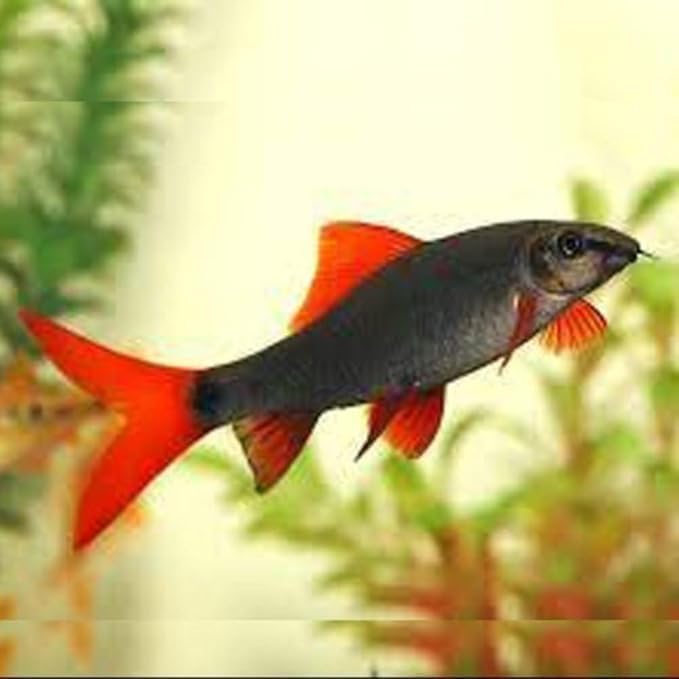 Rainbow Shark Red Live Fish for Aquarium. Active, Colorful, Ideal for Community Aquariums. Easy to Care for, These Fish Freshwater Live Alongside Other Species. (Pack of 4)