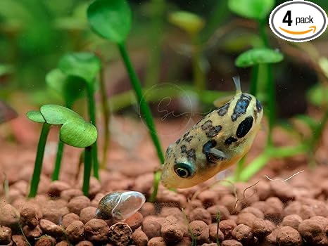 Swimming Creatures™ Freshwater Aquarium Fish Collection, Live (4 Dwarf Puffer Fish)
