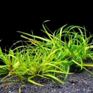 Live Aquatic Plant Juncus Repens, Creeping Rush for Aquarium