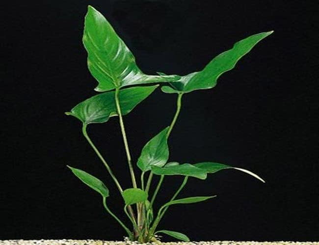Potted Anubias Plants | Live Freshwater Aquatic Plants for Aquariums and Terrariums - Low Light, Low Maintenance (Anubias Hastifolia, 1, Count)