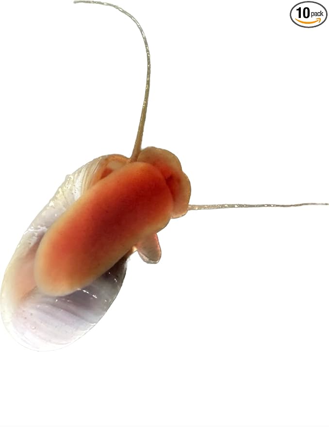 Wpc-Co. Ramshorn Snails - RED Color - Freshwater Aquarium Algae Eater - Ten Juvenile to Adult Ramshorn Snails Assorted Sizes Red Color - Aquarium Cleanup Crew - 10 Aquarium Ramshorn Snails