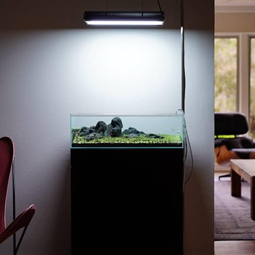 Ultum Nature Systems Live Plants - Dwarf Hair Grass (Eleocharis acicularis) - Medium Light Bright Green Carpeting Plant for Foreground Freshwater Aquascapes - Tissue Culture Cup