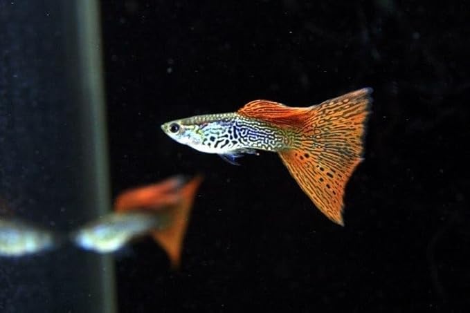 Swimming Creatures™ Tropical Live Guppy Freshwater Aquarium Fish (5 Assorted Cobra Guppy)