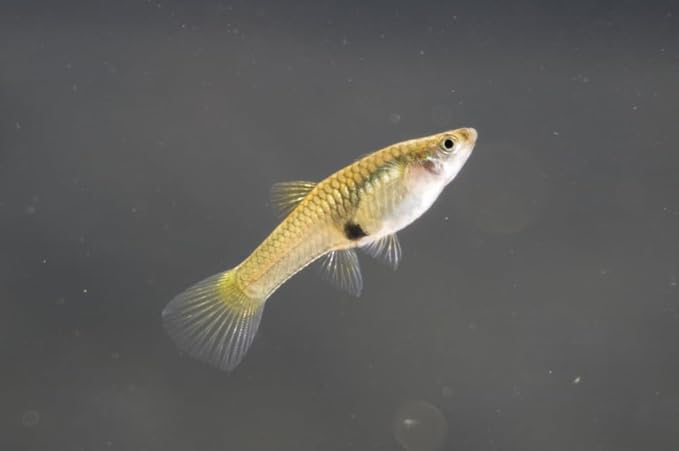 Swimming Creatures™ 6 Female Guppy Live Tropical Freshwater Aquarium Fish