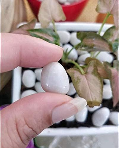 1 Kg Polished White Pebbles Stones for Plant pots, Aquarium/Fish Tank, Decorations, Garden, Tables, and Home Decor (1 Kg, White Stone)
