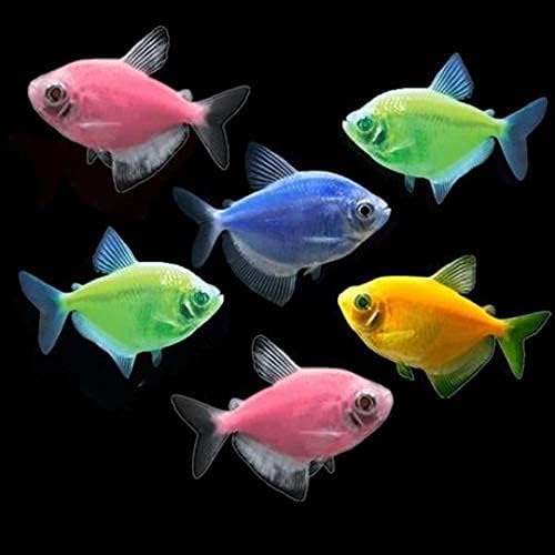 GloFish Live Fish Collections (Tetra Basic)