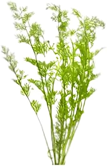 Water Sprite (Indian Fern) - Live Aquarium Plant - Freshwater - Low-Medium Light