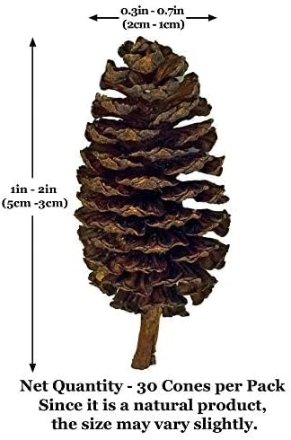 JOR 30 Pack Alder Pine Cones, Aquarium Decor Benefits Shrimp and Tropical Fish, Lower pH, Softens Water, Foraging Chew Treat for Parrots & Guinea Pig