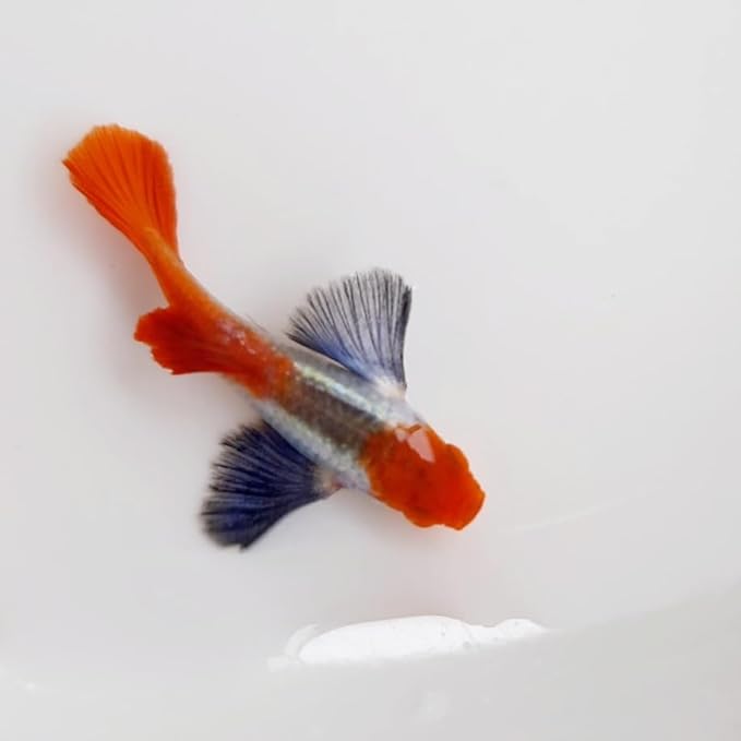 Platinum Red Tail Big Ear Koi Guppy Live Aquarium Fish (10+ Count) Tropical Freshwater Guppies for Community and Planted Tanks