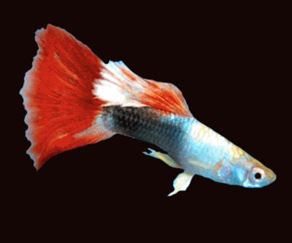 Swimming Creatures 6 Assorted Male Fancy Guppy Live Tropical Freshwater Aquarium Fish