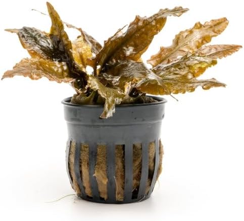 SubstrateSource Cryptocoryne Live Aquarium Plants - Freshwater Plant for Aquariums, Planted Fish Tanks - Beginner Friendly (Tropica, 3 Pots (15-20 Plants))