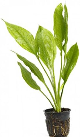 4 Potted Live Aquarium Plants Bundle - Anubia, Amazon Sword, Kleiner Bar, Narrow Leaf