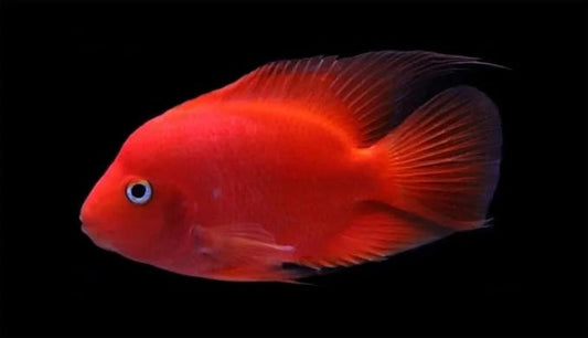 Purple King Kong Parrot Cichlid 2.5–3” – Live Vibrant Freshwater Aquarium Fish – Hardy & Colorful.