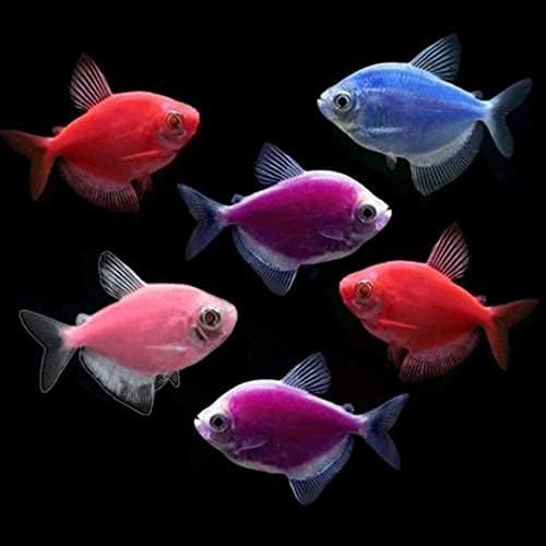 GloFish Live Fish Collections (Tetra Basic)