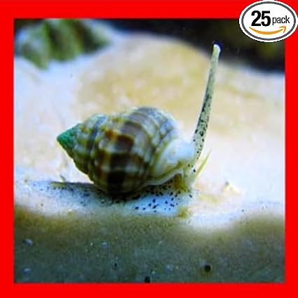 x10 Live Saltwater Nassarius Vibex Aquarium Coral Snails Algae Cleaner Feeders