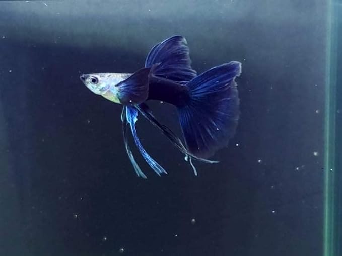 D&A Tropical Half Black Blue Ribbons Fin C Guppies - Live Freshwater Trio (1 Male, 2 Female) for Aquarium