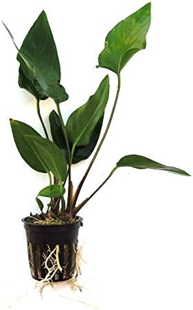 Potted Anubias Plants | Live Freshwater Aquatic Plants for Aquariums and Terrariums - Low Light, Low Maintenance (Anubias Hastifolia, 1, Count)