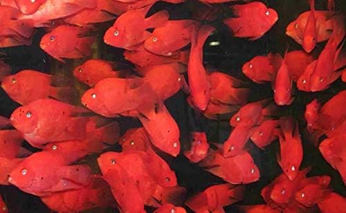 3 Pack Blood Parrot Cichlids 2" Live Tropical Live Fish