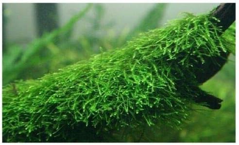 Java Moss Taxiphyllum Barbieri Easy Live Aquarium Plant Freshwater - Buy 2 Get 1