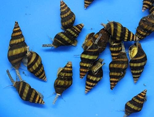 (20) Pack of Assassin Snails Live for Aquarium Pond or Fish Tank
