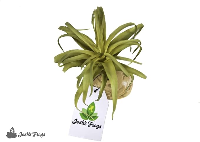 Josh's Frogs Arid Artificial Plants for Reptiles (Tillandsia)