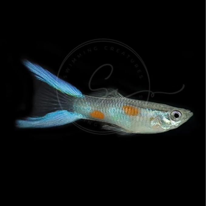 Swimming Creatures™ 5 Lyretail Male Guppies (Poecilia reticulata) Live Freshwater Aquarium Fish (Size Approx. 1")
