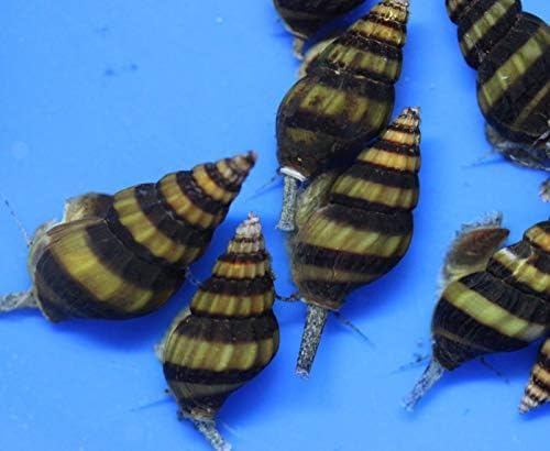 (20) Pack of Assassin Snails Live for Aquarium Pond or Fish Tank