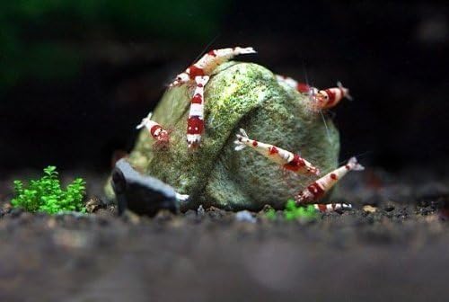 SunGrow Shrimp Rocks, Calcium, Magnesium Rocks for Crayfish, Hermit Crab, Snails, Crustacean Care, Aquarium Decor for Crystal Red, Amano and Ghost Shrimps, Nano Tank Accessories, Fish Tank Supplies