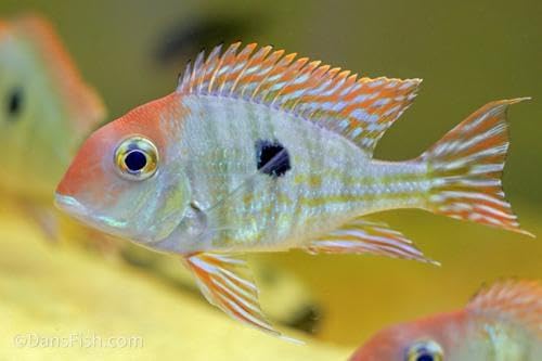 Red Head Geophagus Tapajos 2.0–2.5” – Live Freshwater Aquarium Fish – Peaceful South American Cichlid – Vibrant Orange-Red Head & Metallic Body – Graceful Earth Eater for Planted or Community Tanks