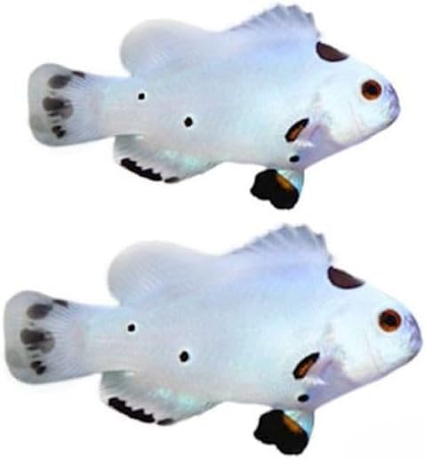 2-Pack Live Hybrid Storm Ocellaris Clownfish – Captive Bred Saltwater Aquarium Fish (Amphiprion ocellaris), Hardy, Peaceful, Reef-Safe Marine Community Species