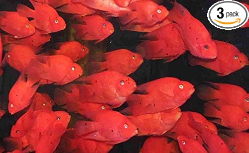 3 Pack Blood Parrot Cichlids 2" Live Tropical Live Fish