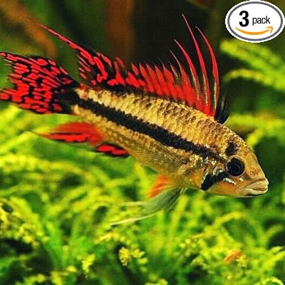 Apistogramma Cacatuoides Double Red (Packs of 2) - Live Fish for Aquarium - Exotic Freshwater Live Fish, Live Aquarium Fish, Live Fish, Live Freshwater