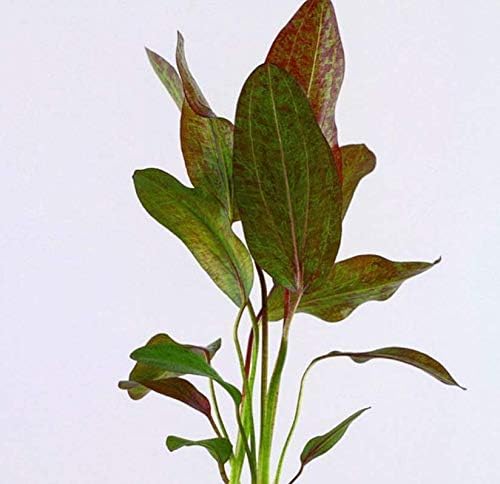 Echinodorus Ozelot "Red" Bundle Amazon Sword Tropical Live Aquarium Plants Decoration