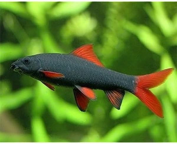Rainbow Shark Red Live Fish for Aquarium. Active, Colorful, Ideal for Community Aquariums. Easy to Care for, These Fish Freshwater Live Alongside Other Species. (Pack of 4)