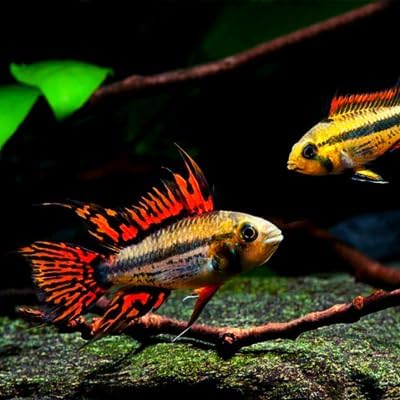 Apistogramma Cacatuoides Double Red (Packs of 2) - Live Fish for Aquarium - Exotic Freshwater Live Fish, Live Aquarium Fish, Live Fish, Live Freshwater