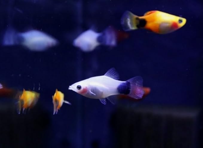 Swimming Creatures™ Tropical Live Guppy/Platy Livebearers Freshwater Aquarium Fish (6 Assorted Color Platy)
