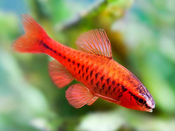 cherry barb 8 fish pack - Live Fish for Aquarium Exotic Freshwater Live Fish, Live Aquarium Fish, Live Fish, Live Freshwater Fish Freshwater Fish Live Buy Live Fish
