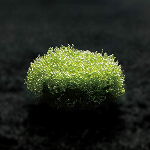 Sudo Starpet S5880 Riccia Base (Aquarium Planting Tools) (S (S-5880))