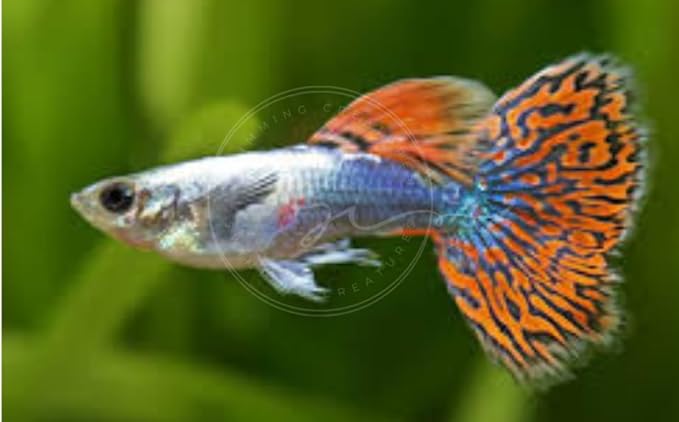 Swimming Creatures™ Tropical Live Guppy Freshwater Aquarium Fish (5 Dumbo Ear Male Guppy)