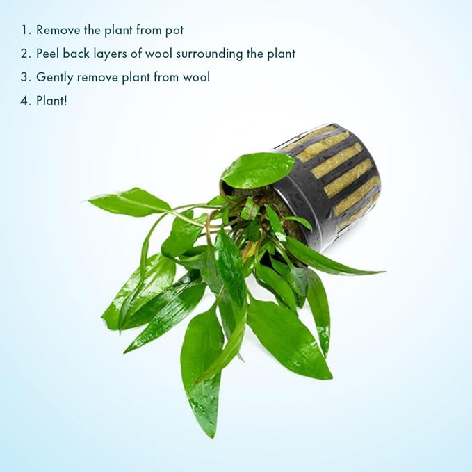 SubstrateSource Cryptocoryne Live Aquarium Plants - Freshwater Plant for Aquariums, Planted Fish Tanks - Beginner Friendly (Petchii, 1 Pot (3-5 Plants))