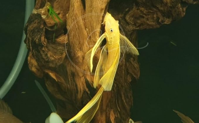 Swimming Creatures™ L‑144 Longfin Albino Pleco (Ancistrus cf. cirrhosus) – Tank-Bred Live Freshwater Aquarium Fish (Size Approx 1-2")