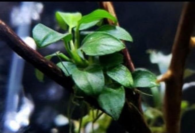 Marcus Fish Tanks - Anubias Nana Petite Anubias Plant Live Aquarium Plants Aquatic Plant Buy 2 Get 1