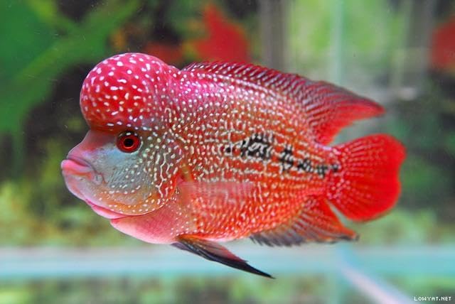 5oz Tubifex Worm Cubes, Freeze Dried Tubifex Floating Cubes for Cichlids, Marine Fish, Koi & Pond Fish, All Tropical Fish, Land & Aquatic Turtles 5.0oz Bag